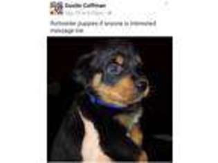 Rottweiler Puppy for sale in Fort Mill, SC, USA