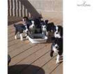 Border Collie Puppy for sale in Saint Joseph, MO, USA