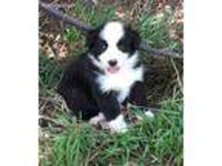 Border Collie Puppy for sale in Springerville, AZ, USA