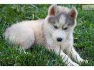 Siberian Husky Puppy for sale in Knoxville, TN, USA