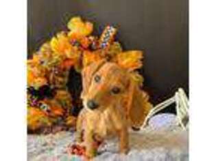 Dachshund Puppy for sale in Pflugerville, TX, USA