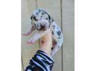 Great Dane Puppy for sale in Lake Jackson, TX, USA