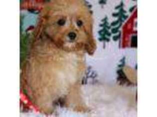 Cavapoo Puppy for sale in Durant, OK, USA