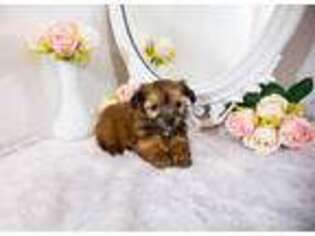 Mutt Puppy for sale in Columbia, LA, USA