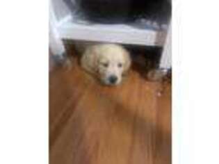 Mutt Puppy for sale in Pelham, NH, USA