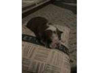 Bulldog Puppy for sale in Gravette, AR, USA