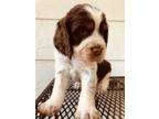 English Springer Spaniel Puppy for sale in Camden, AL, USA