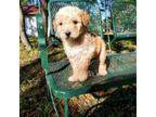 Goldendoodle Puppy for sale in Wellborn, FL, USA