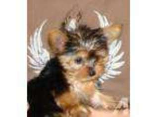 Yorkshire Terrier Puppy for sale in LITTLETON, CO, USA