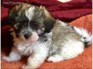 Mutt Puppy for sale in Yorktown, VA, USA