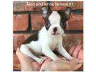 Boston Terrier Puppy for sale in Elgin, OK, USA