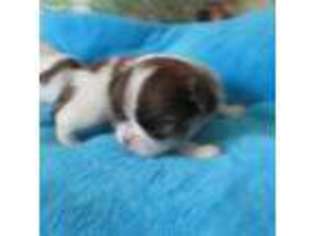 Mutt Puppy for sale in Leavenworth, IN, USA
