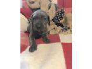 Great Dane Puppy for sale in Lebanon, TN, USA