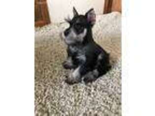 Mutt Puppy for sale in Riceville, IA, USA
