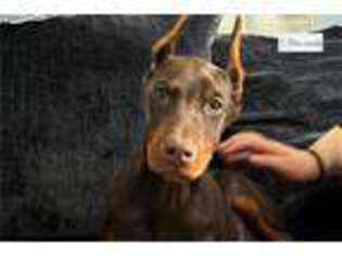 Doberman Pinscher Puppy for sale in Indianapolis, IN, USA
