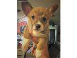 Pembroke Welsh Corgi Puppy for sale in Azle, TX, USA