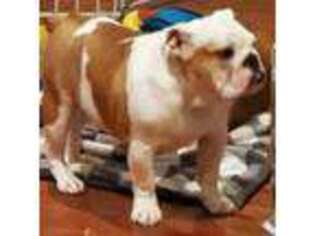 Bulldog Puppy for sale in Bloomington, IL, USA