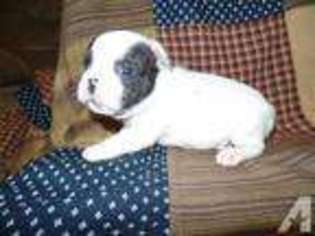 French Bulldog Puppy for sale in CLAYSVILLE, PA, USA