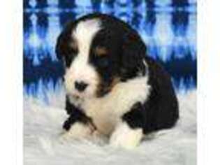 Mutt Puppy for sale in Sheridan, MI, USA