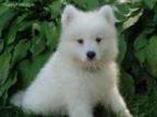 Samoyed Puppy for sale in Neillsville, WI, USA