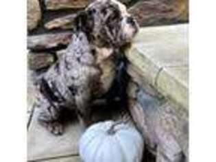 Bulldog Puppy for sale in Solon, OH, USA