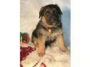 German Shepherd Dog Puppy for sale in Barbourville, KY, USA