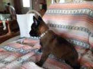 Belgian Malinois Puppy for sale in Bristolville, OH, USA