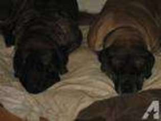 Mastiff Puppy for sale in SANDY, OR, USA