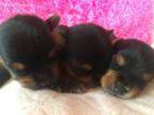Yorkshire Terrier Puppy for sale in Calvin, OK, USA