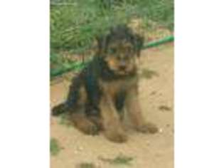 Airedale Terrier Puppy for sale in Dalhart, TX, USA