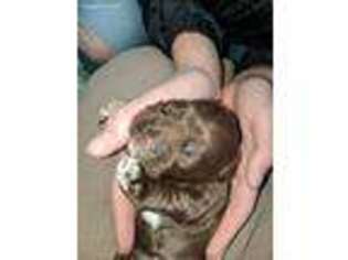 Cocker Spaniel Puppy for sale in Dowagiac, MI, USA