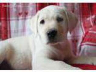 Labrador Retriever Puppy for sale in Sherwood, OH, USA