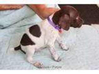 German Shorthaired Pointer Puppy for sale in Rotonda West, FL, USA