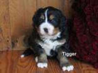 Bernese Mountain Dog Puppy for sale in Bridgewater, VA, USA
