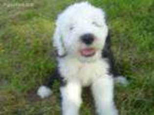 Old English Sheepdog Puppy for sale in Solon, IA, USA