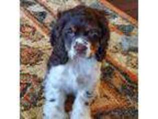 Cocker Spaniel Puppy for sale in Plano, TX, USA