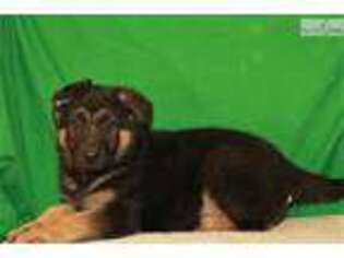 German Shepherd Dog Puppy for sale in Oklahoma City, OK, USA