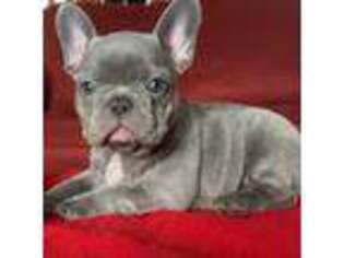 French Bulldog Puppy for sale in Purdy, MO, USA