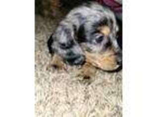 Dachshund Puppy for sale in Severance, CO, USA