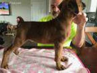 Boxer Puppy for sale in Xenia, OH, USA
