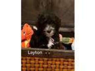 Schnoodle (Standard) Puppy for sale in Louise, TX, USA