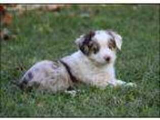 Miniature Australian Shepherd Puppy for sale in Norman, OK, USA