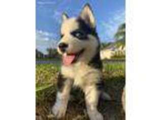Siberian Husky Puppy for sale in Mcallen, TX, USA