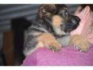 German Shepherd Dog Puppy for sale in Pecatonica, IL, USA