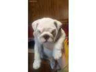 Bulldog Puppy for sale in Mcloud, OK, USA