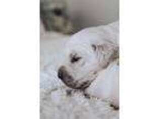 Mutt Puppy for sale in Kingston, TN, USA