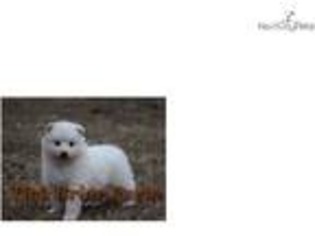 American Eskimo Dog Puppy for sale in Greenville, SC, USA