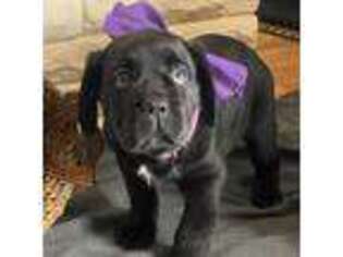 Cane Corso Puppy for sale in Seaside, OR, USA