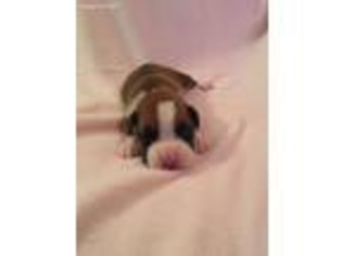 Boxer Puppy for sale in Townville, SC, USA
