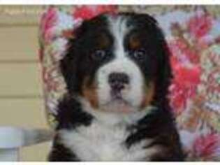 Bernese Mountain Dog Puppy for sale in Asheville, NC, USA